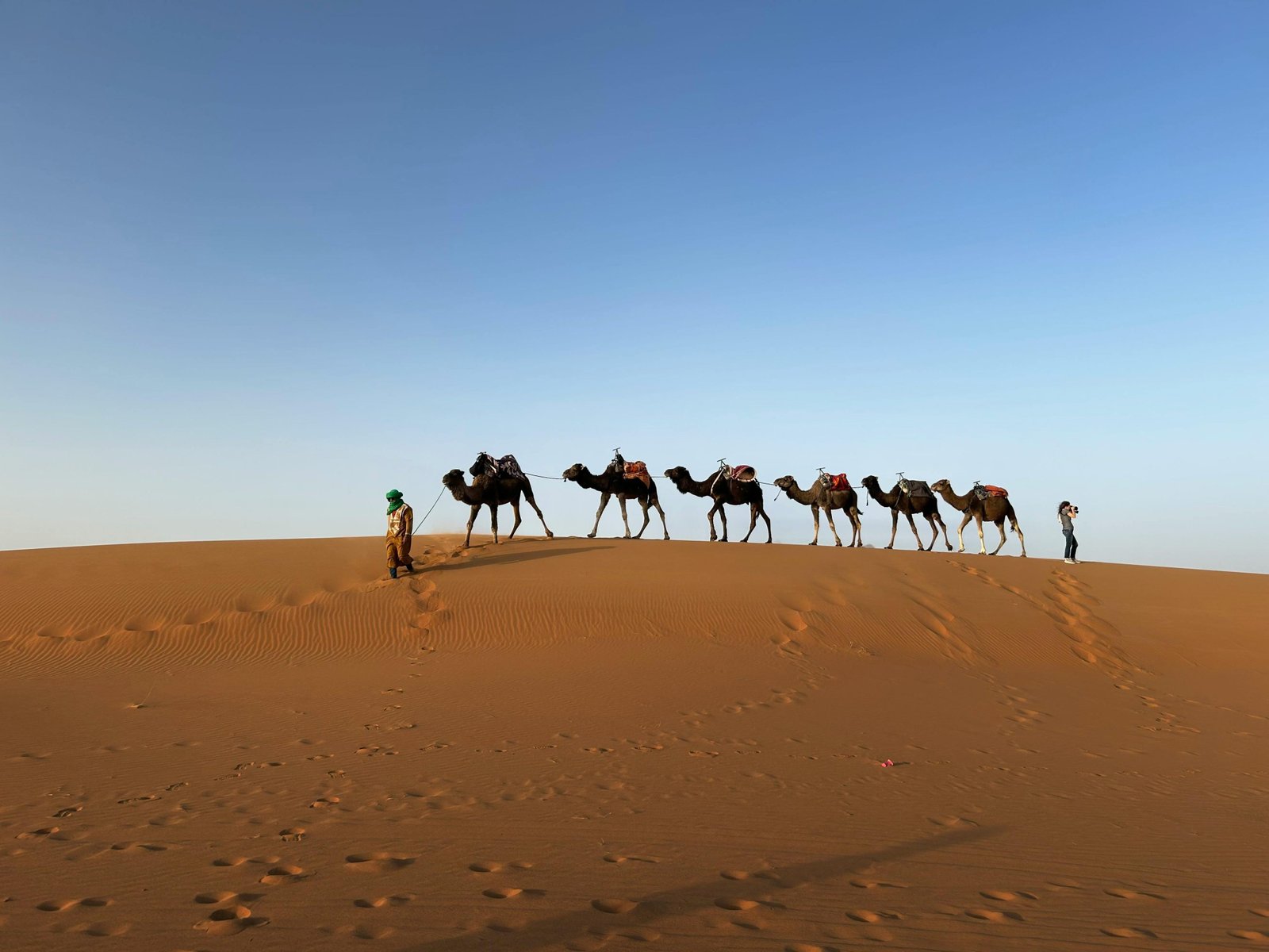 A camel caravan traversing the sand dunes in the Moroccan desert under clear blue skies.