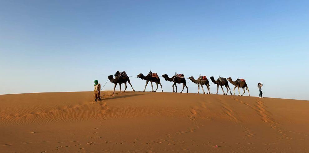 A camel caravan traversing the sand dunes in the Moroccan desert under clear blue skies.