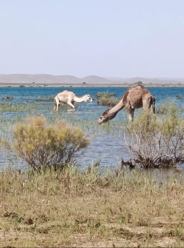 3 Días desde Ouarzazate