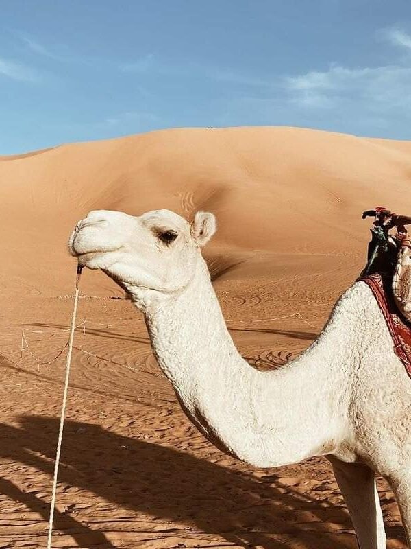 8 Días Desde Casablanca